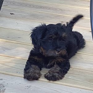 Meet your Posher, Thomas